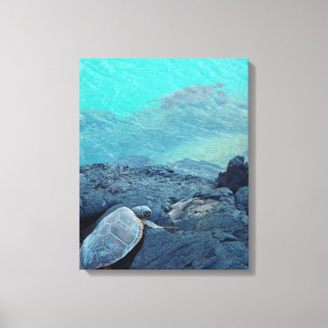 Kiholo Bay Hawaii, land- och sjösköldpaddor canvas (Framsida)
