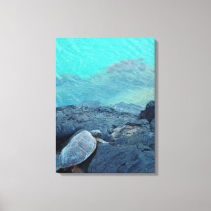 Kiholo Bay Hawaii, land- och sjösköldpaddor canvas