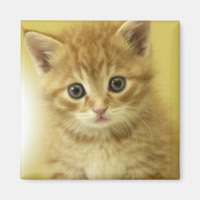 Kiity Magnet (Framsidan)