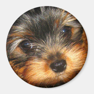Kika den Yorkie magneten Magnet