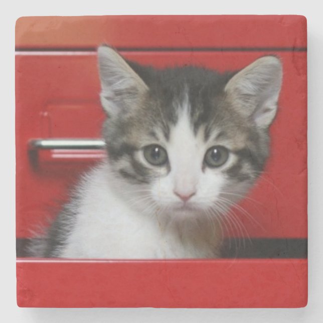 Kika för kattunge stenunderlägg (Framsidan)