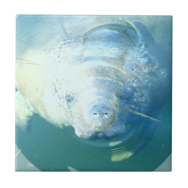 Kika manateen belägga med tegel kakelplatta (Framsidan)