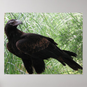 Kil-tailed örn (Aquila audax) Poster