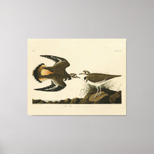 Kildeer Plover (Killdeer) Audubon Birds of America Canvastryck