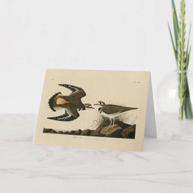 Kildeer Plover (Killdeer) Audubon Birds of America Kort (Framsida)