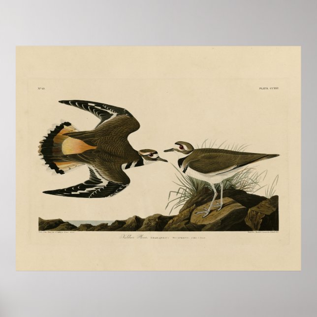 Kildeer Plover (Killdeer) Audubon Birds of America Poster (Framsidan)