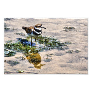 Kildeer reflekterad i Vatten Fototryck