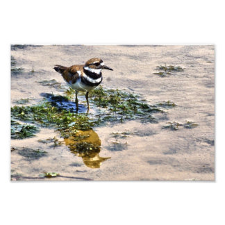 Kildeer reflekterad i Vatten Fototryck