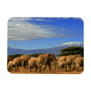 Kilimanjaro och elefanter magnet