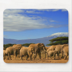 Kilimanjaro och elefanter musmatta