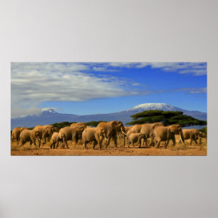 Kilimanjaro och elefanter poster