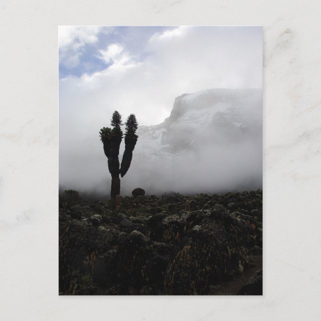 Kilimanjaro (porträtt) vykort (Framsida)