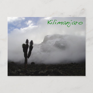 Kilimanjaro Vykort