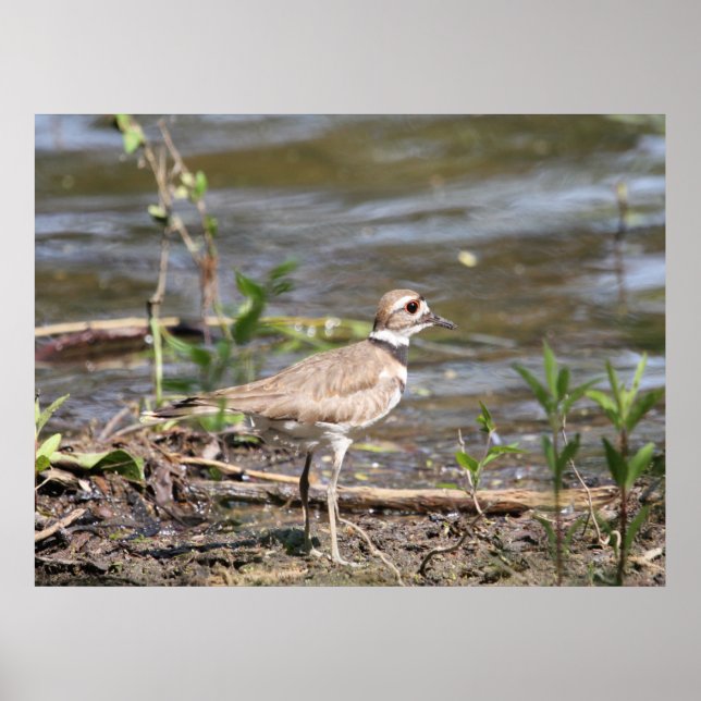 Killdeer Bird Poster (Framsidan)