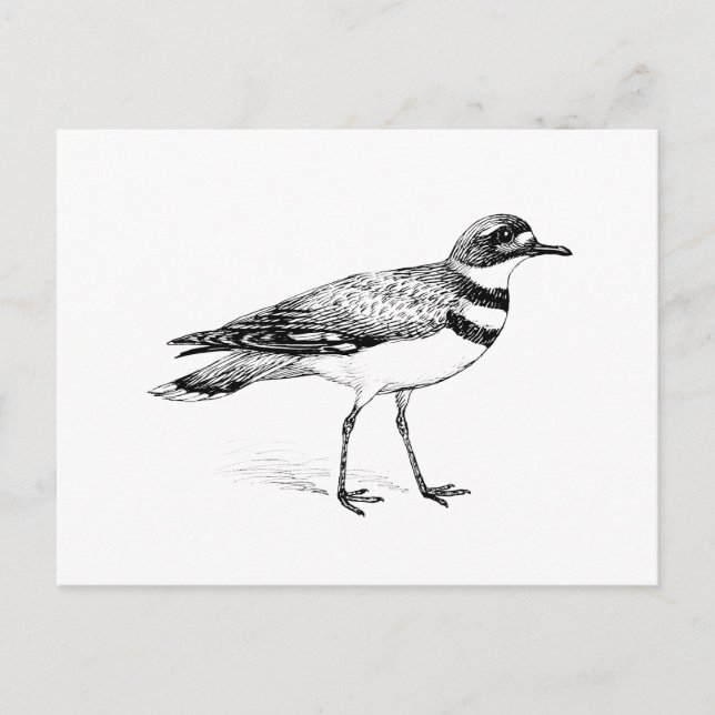 Killdeer Bird Sketch Vykort (Framsida)