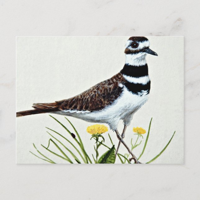 Killdeer-blommor Vykort (Framsida)