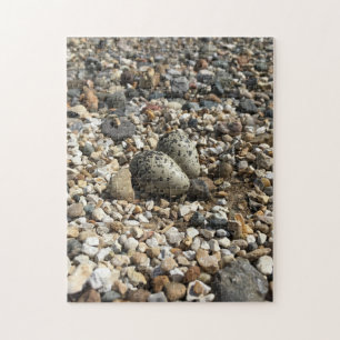 Killdeer Eggs in Gravel Pussel