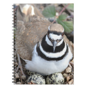 Killdeer-fågel med ägg (min fotografering) anteckningsbok