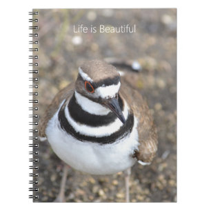 Killdeer-fågel (min fotografering) anteckningsbok