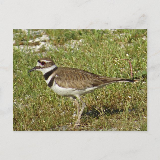 Killdeer Foto Vykort (Framsida)