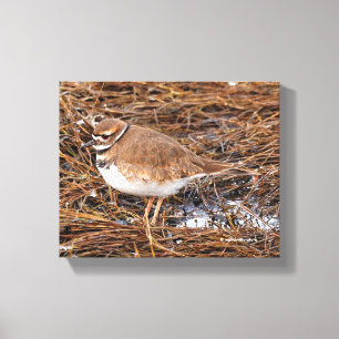 Killdeer in the Freezing Mudflats Canvastryck