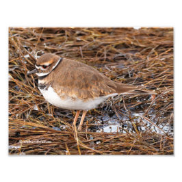 Killdeer in the Freezing Mudflats Fototryck