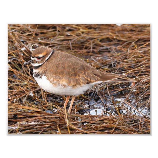 Killdeer in the Freezing Mudflats Fototryck (Framsidan)
