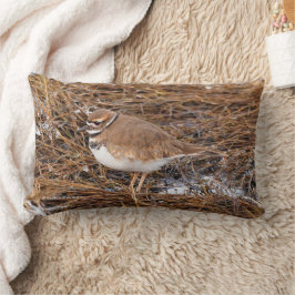 Killdeer in the Freezing Mudflats Lumbarkudde