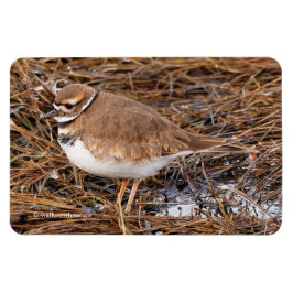 Killdeer in the Freezing Mudflats Magnet