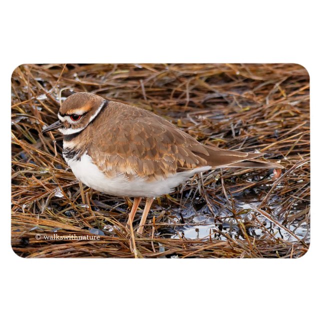 Killdeer in the Freezing Mudflats Magnet (Horisontell)