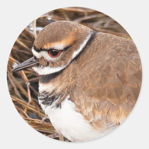 Killdeer in the Freezing Mudflats Runt Klistermärke