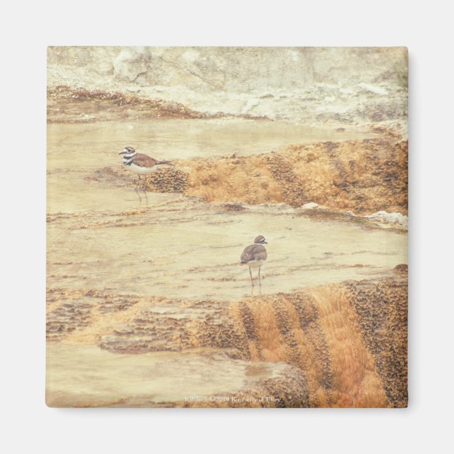 Killdeer Magnet (Framsidan)