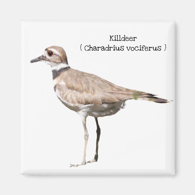 Killdeer Magnet (Framsidan)