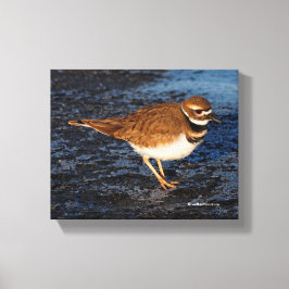 Killdeer på Isigen Mudflats Canvastryck