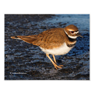 Killdeer på Isigen Mudflats Fototryck