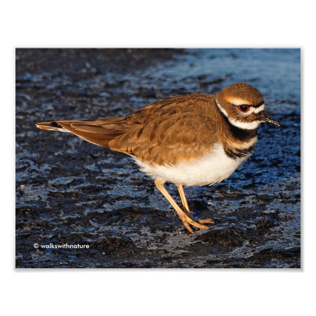 Killdeer på Isigen Mudflats Fototryck (Framsidan)