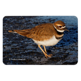 Killdeer på Isigen Mudflats Magnet