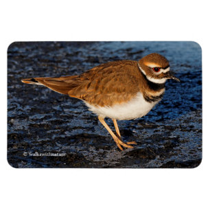 Killdeer på Isigen Mudflats Magnet