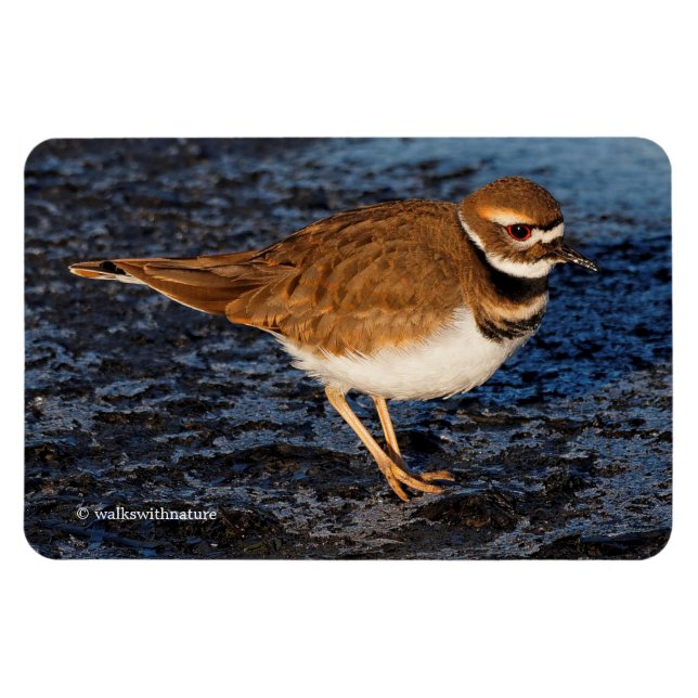 Killdeer på Isigen Mudflats Magnet (Horisontell)