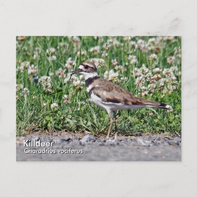 Killdeer Postcard Vykort (Framsida)