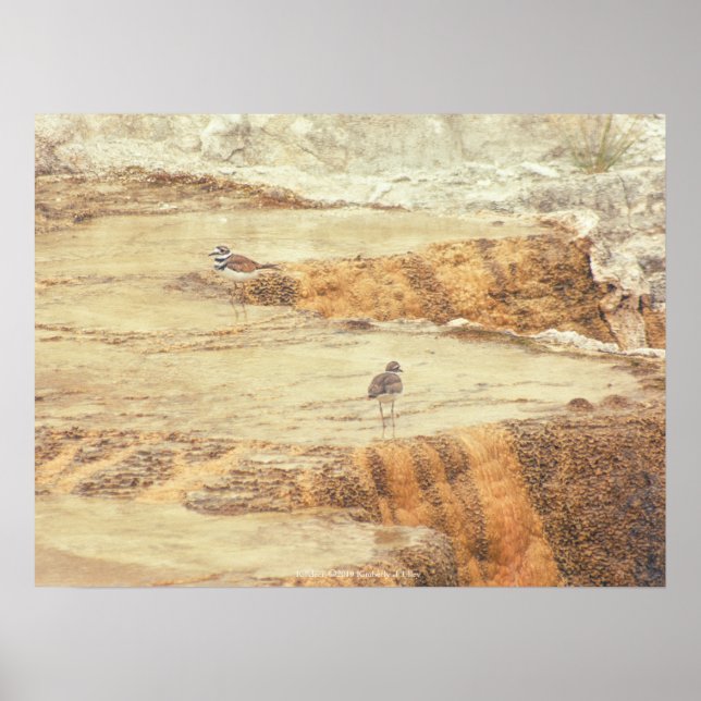 Killdeer Poster (Framsidan)