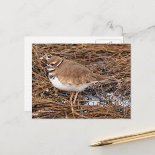 Killdeer Shorebird in Freezing Mudflats Vykort