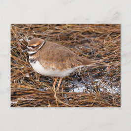 Killdeer Shorebird in Freezing Mudflats Vykort