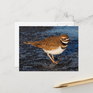 Killdeer Shorebird på Isig Mudflats Vykort