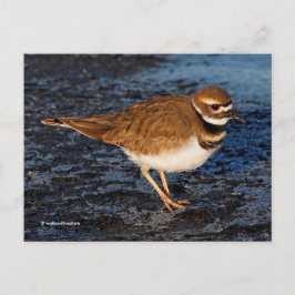 Killdeer Shorebird på Isig Mudflats Vykort