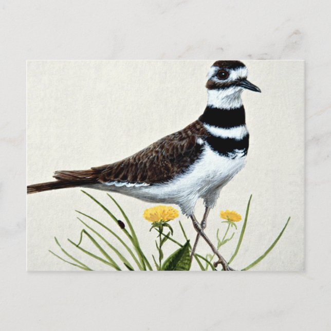 Killdeer Vykort (Framsida)