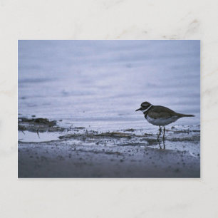 Killdeer Vykort