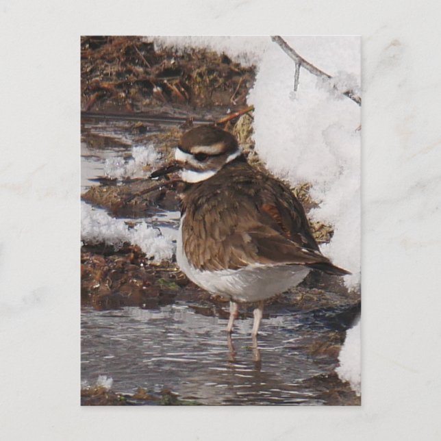 Killdeer Vykort (Framsida)