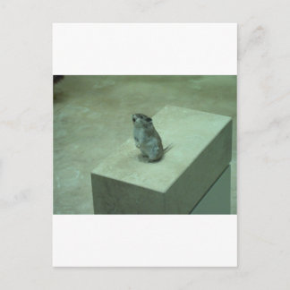 Killer Mouse (Onychomys leucogaster) hissar! Vykort