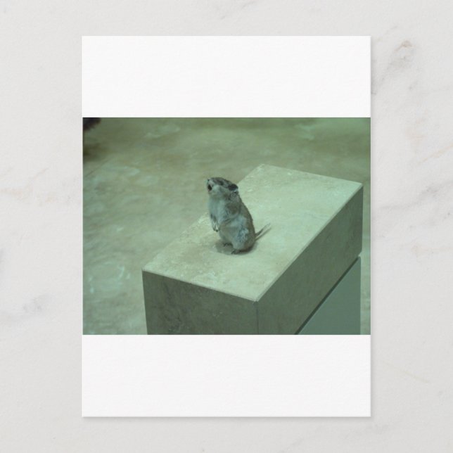 Killer Mouse (Onychomys leucogaster) hissar! Vykort (Framsida)